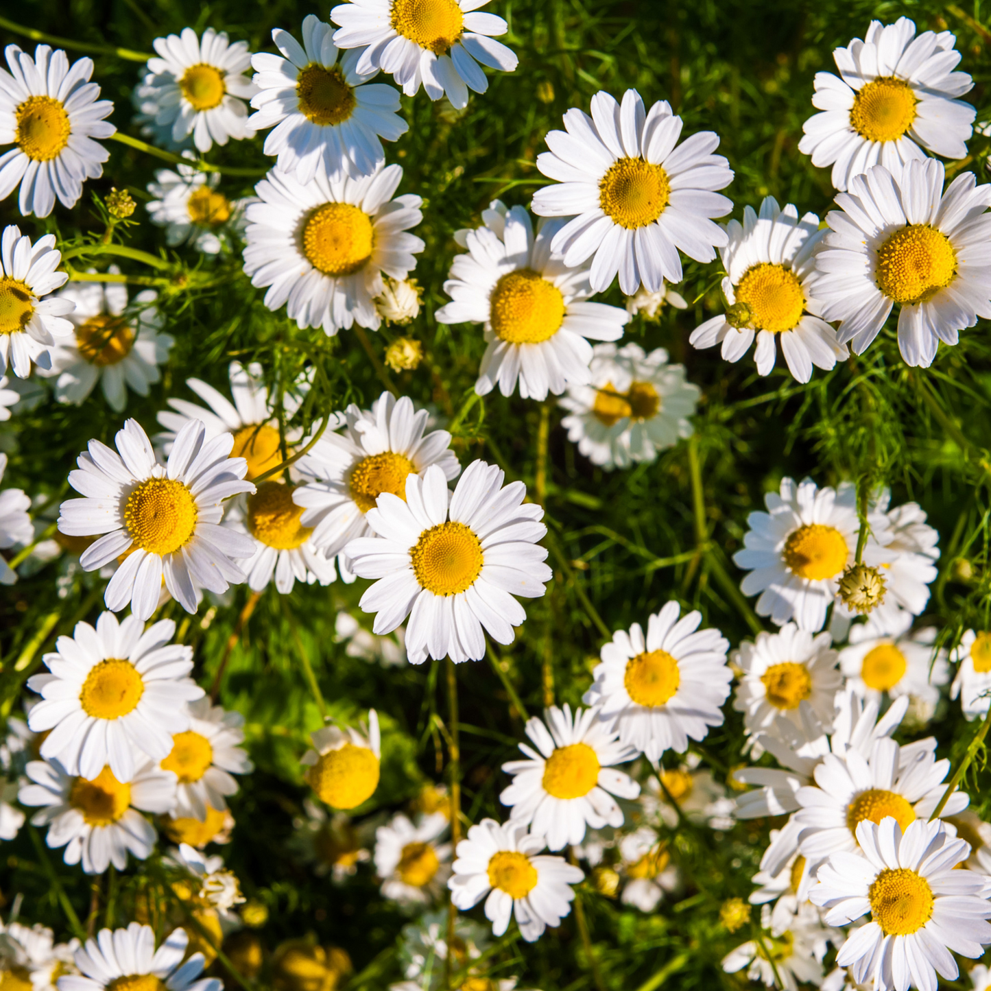 Camomile Flower Powder- 100g
