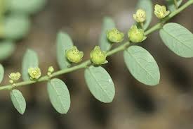 Bhoomi Amla Leaf Powder- 100gm