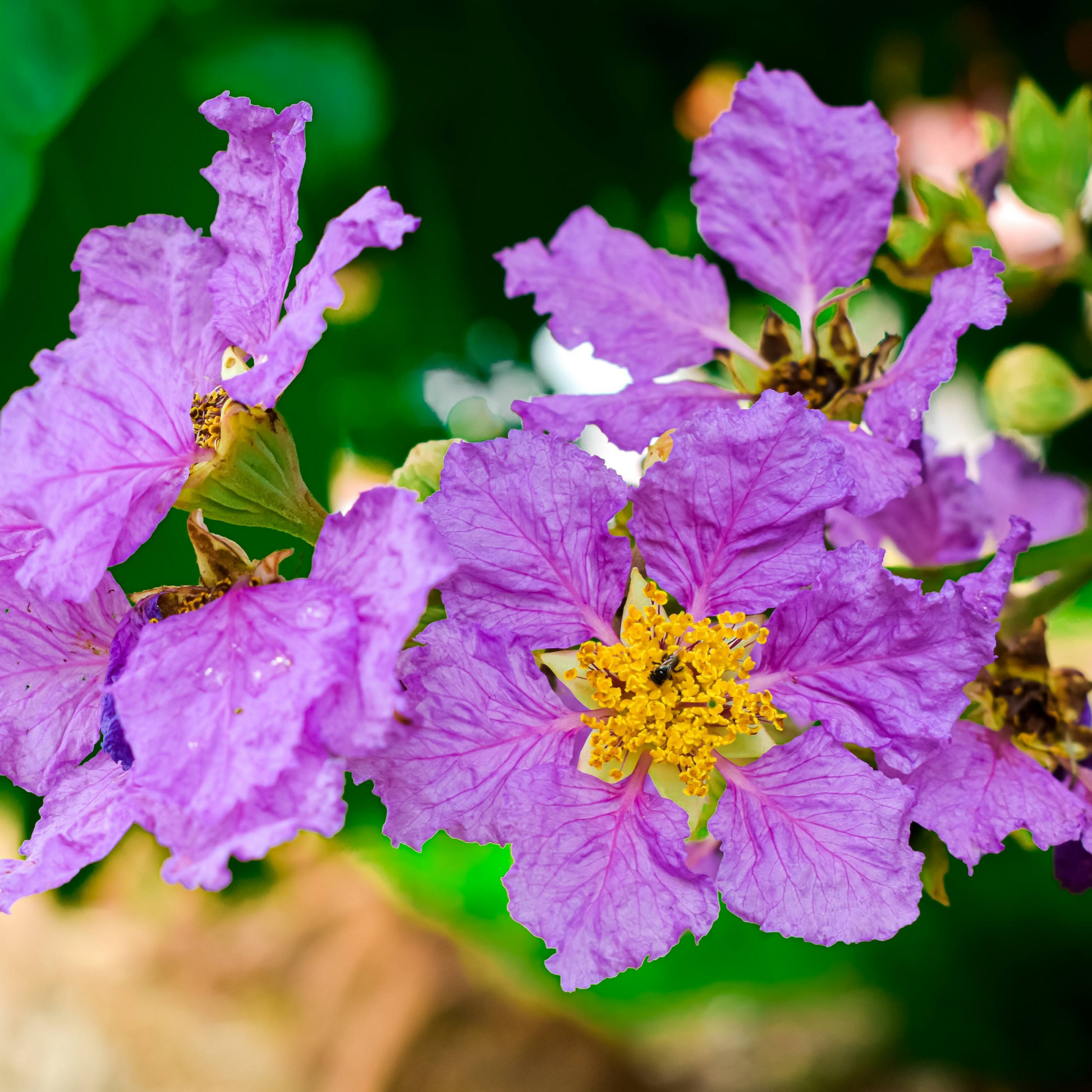 Benefits of banaba powder