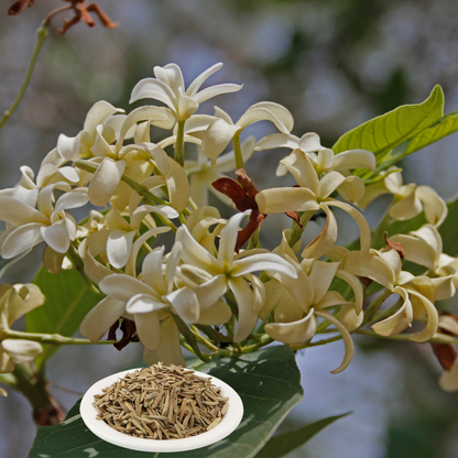 Indrajau Kadwa - 100gm