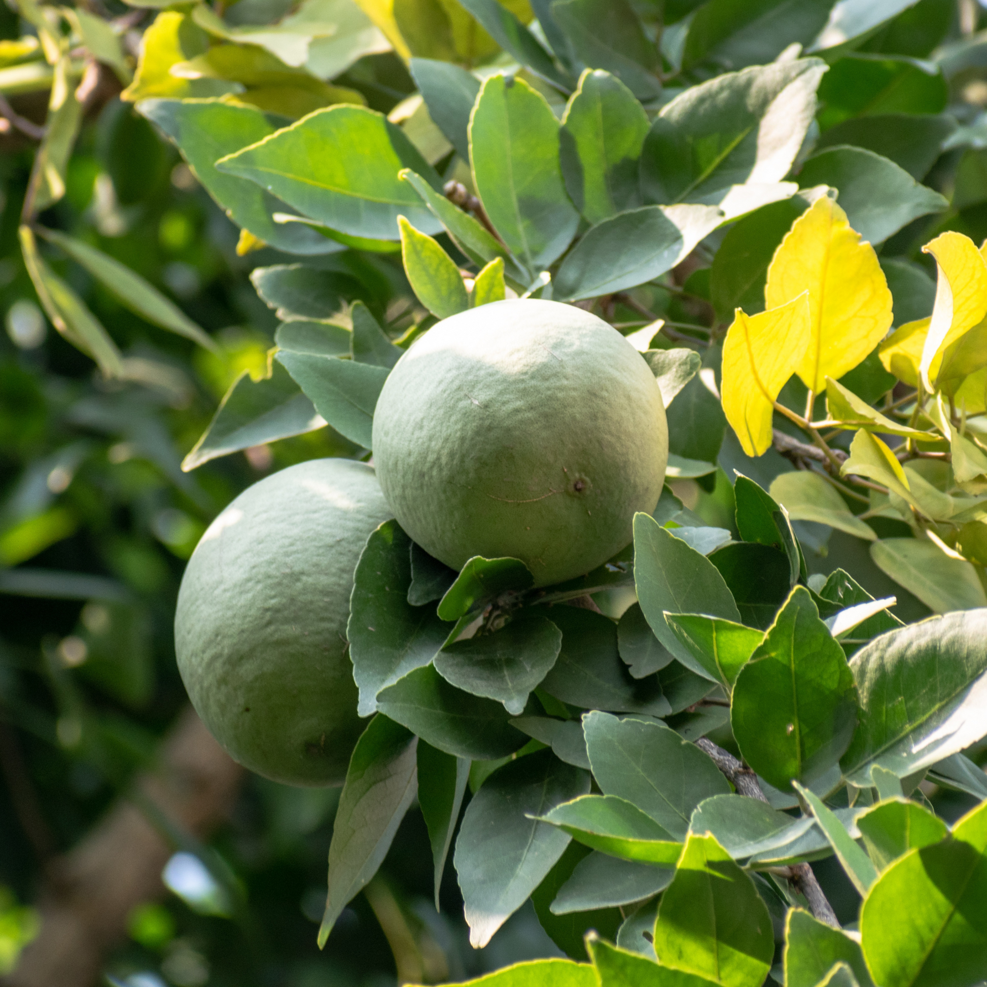 bael fruit for stomach