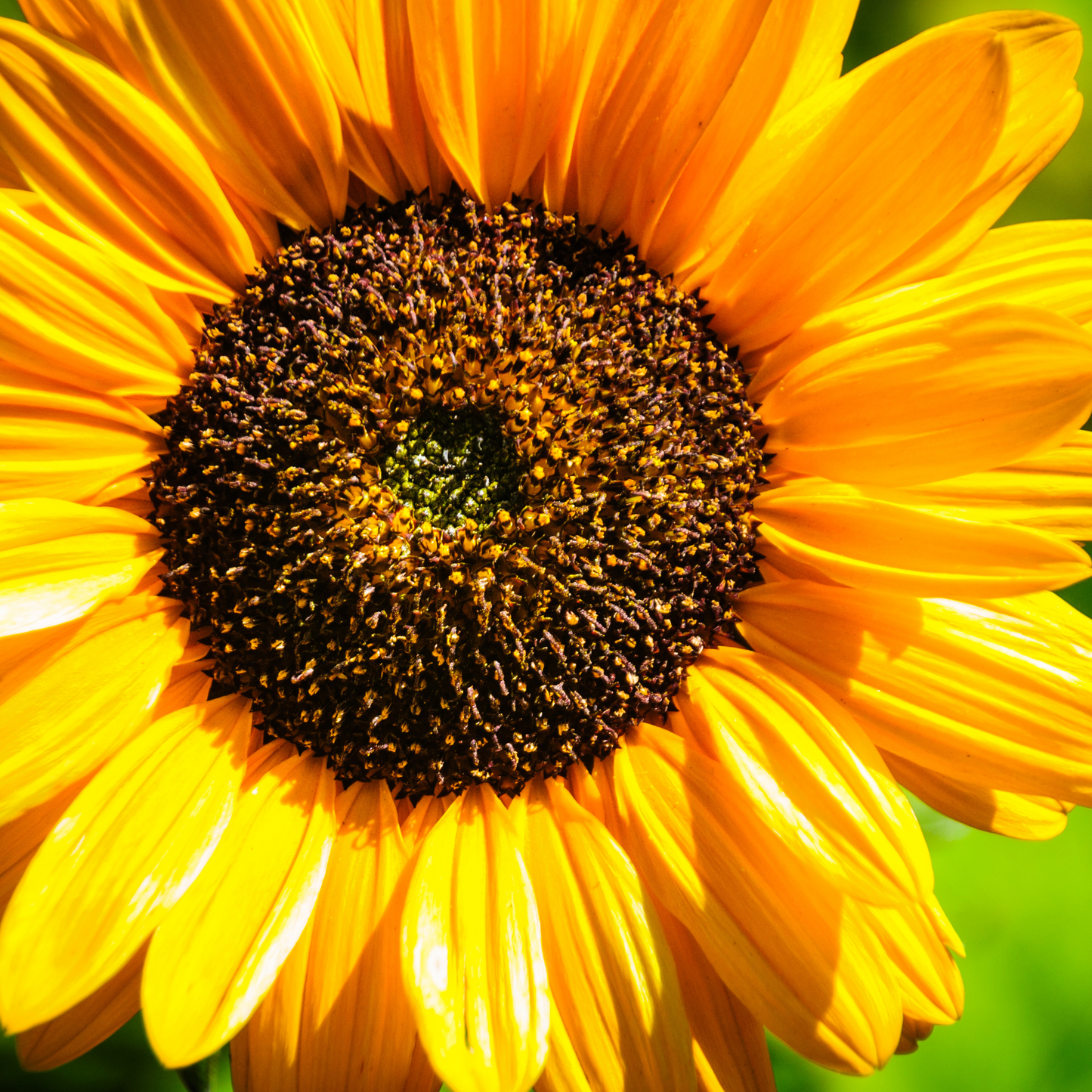Sunflower Seeds - 200 gms