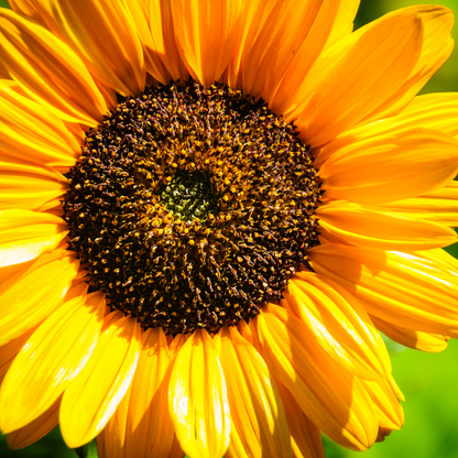 Sunflower Seeds - 200 gms