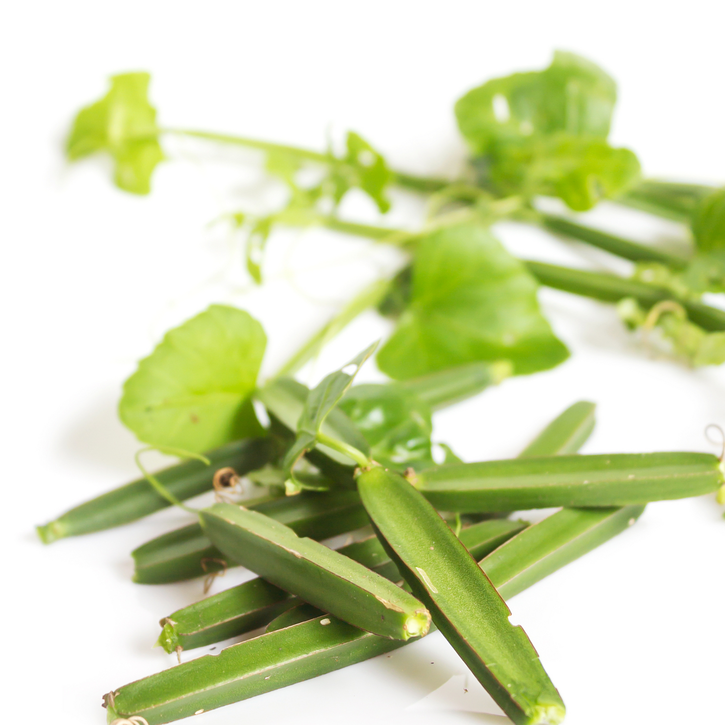Hadjod powder (Pirandai) in a wooden bowl with fresh Cissus quadrangularis stems
