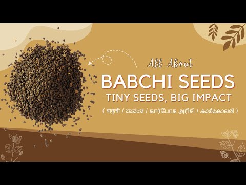Bakuchi/ Babchi/ Bavanchi benefits