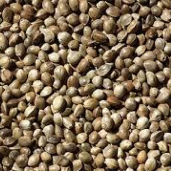 Hemp Seed Oil - 100 ml
