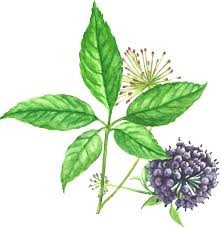 Siberian Ginseng Root Extract - 50 gm