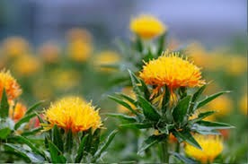 Safflower oil - 100ml