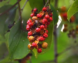 Malkangani Seeds - 100 Gms