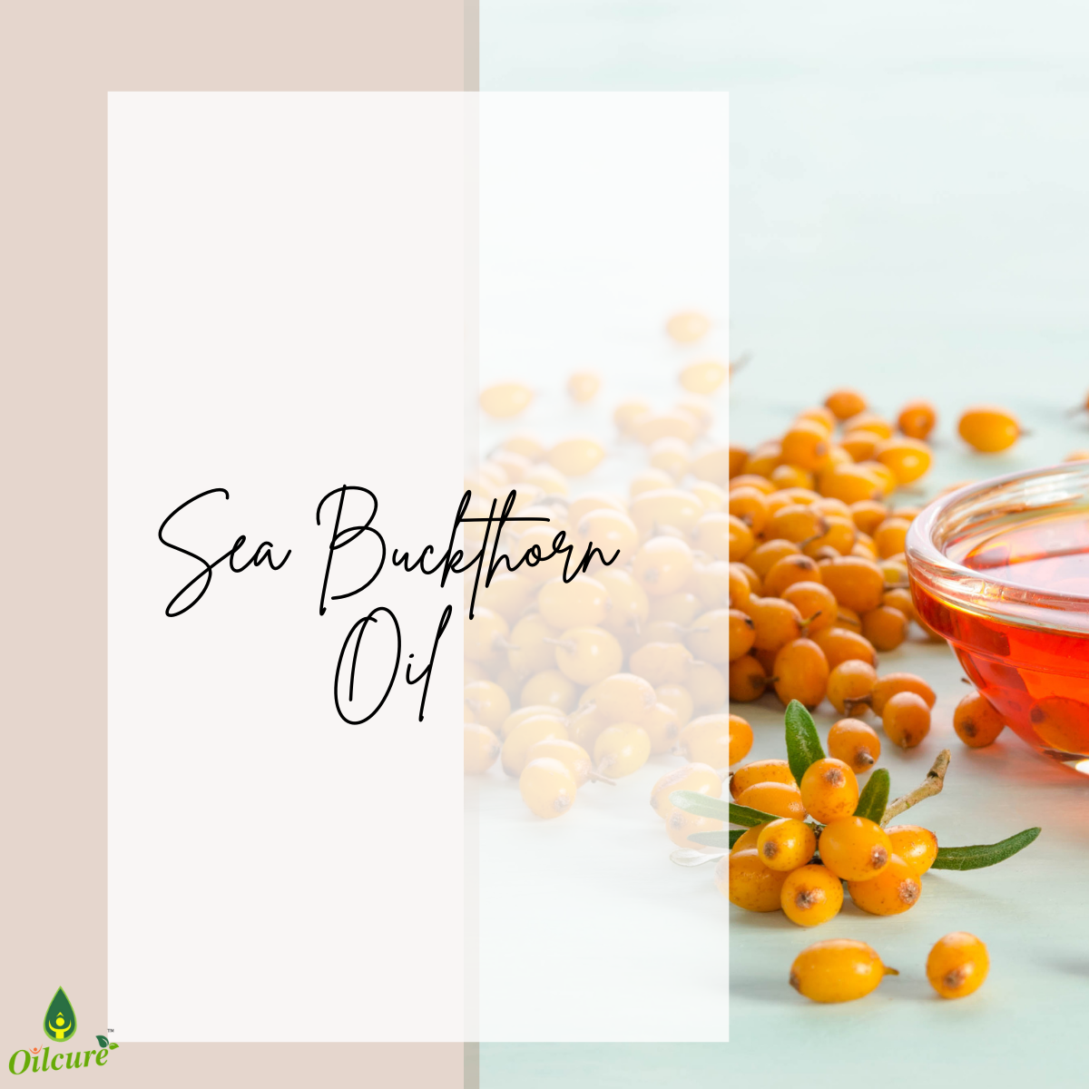 Sea Buckthorn Oil - 30 ml.