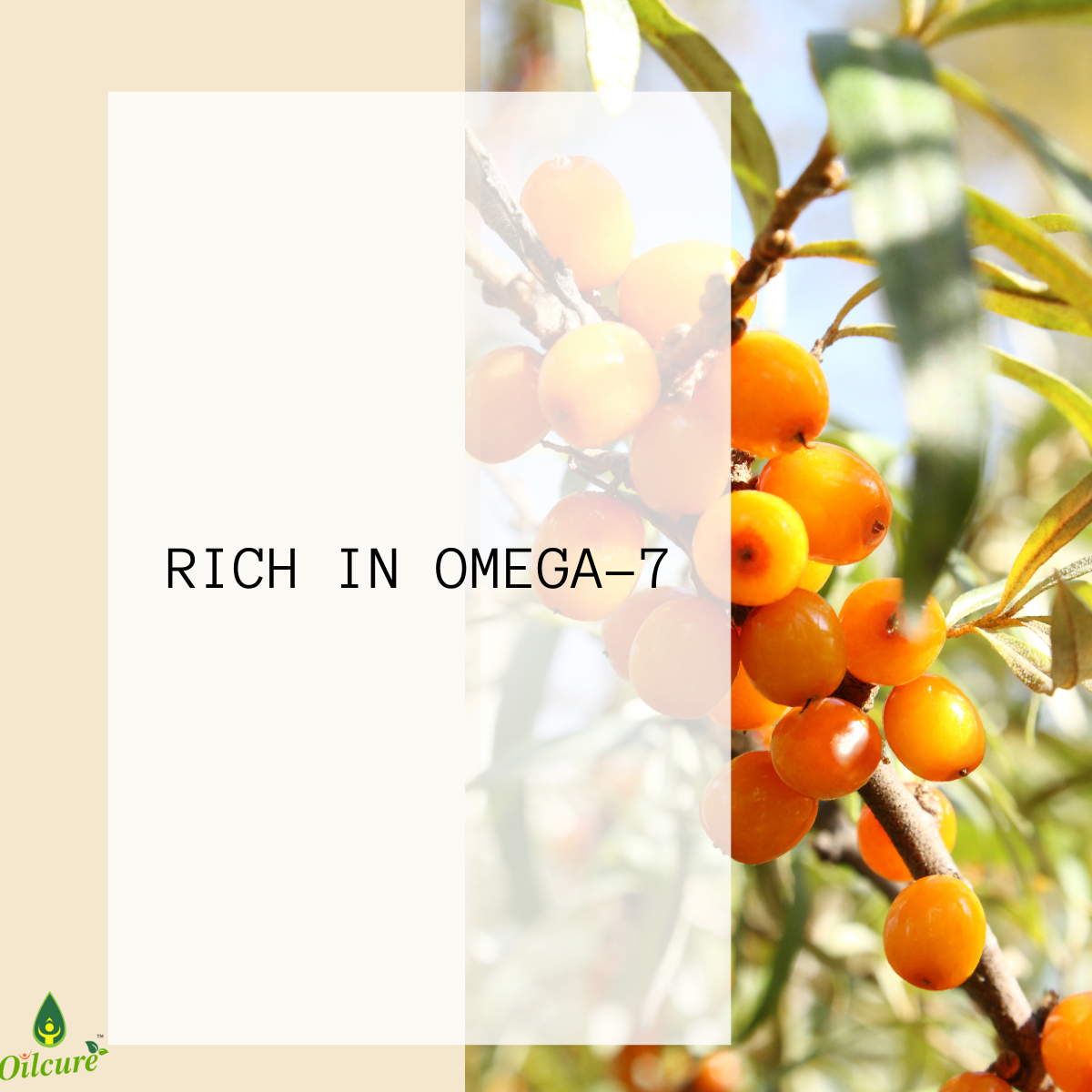 Sea Buckthorn Oil - 30 ml.
