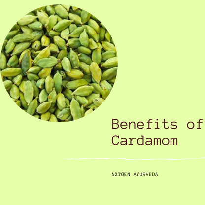Elaichi (Cardamom) Bold