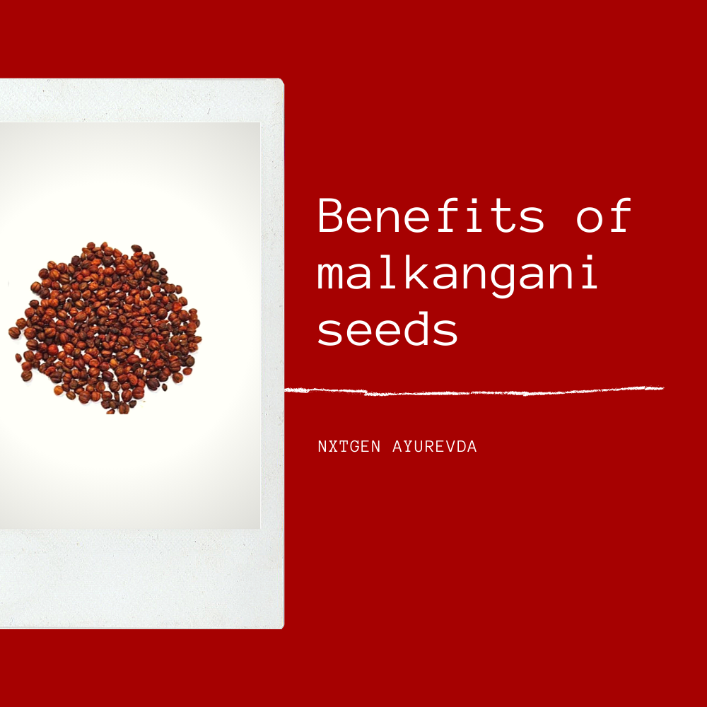 Malkangani Seeds - 100 Gms
